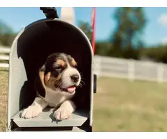 Playful tri-color Beagle puppies - 5