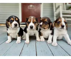 Playful tri-color Beagle puppies - 6