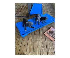 Cane Corso Weimaraner Mix puppies for sale