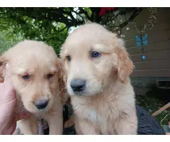 Purebred Golden Retriever puppies for sale - 3