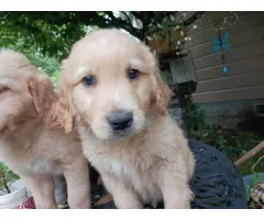 Purebred Golden Retriever puppies for sale - 4