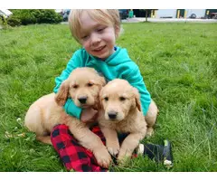 Purebred Golden Retriever puppies for sale - 5
