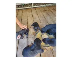 AKC Registered Rottweiler babies