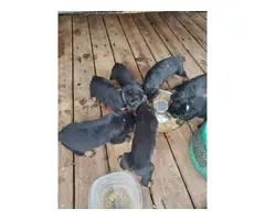 AKC Registered Rottweiler babies