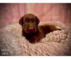 Stunning AKC Chocolate Lab Puppies for Sale