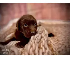 Stunning AKC Chocolate Lab Puppies for Sale - 2