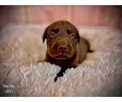 Stunning AKC Chocolate Lab Puppies for Sale - 3