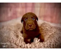 Stunning AKC Chocolate Lab Puppies for Sale - 4