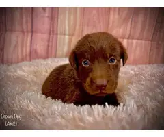 Stunning AKC Chocolate Lab Puppies for Sale - 5
