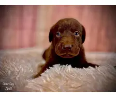 Stunning AKC Chocolate Lab Puppies for Sale - 6