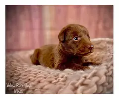 Stunning AKC Chocolate Lab Puppies for Sale - 7