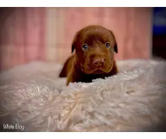 Stunning AKC Chocolate Lab Puppies for Sale - 8