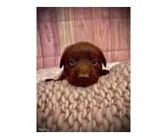 Stunning AKC Chocolate Lab Puppies for Sale - 9