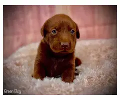 Stunning AKC Chocolate Lab Puppies for Sale - 10