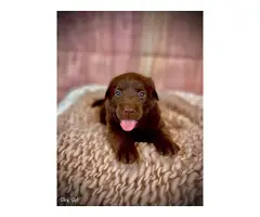 Stunning AKC Chocolate Lab Puppies for Sale - 11