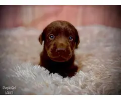 Stunning AKC Chocolate Lab Puppies for Sale - 12