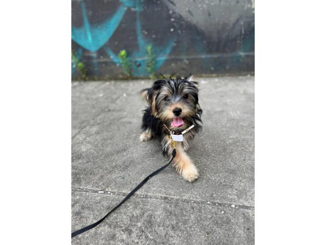 Full blood Male Yorkie puppy for sale Richmond - Puppies for Sale Near Me