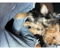 Full blood Male Yorkie puppy for sale - 2