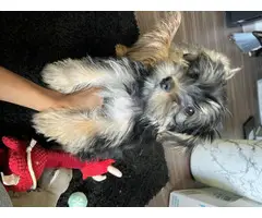 Full blood Male Yorkie puppy for sale - 3