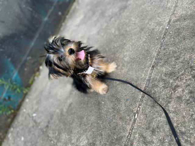 Full blood Male Yorkie puppy for sale Richmond - Puppies for Sale Near Me