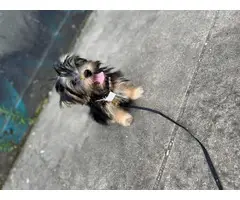 Full blood Male Yorkie puppy for sale - 4