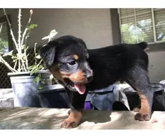 American Rottweiler Puppies for Sale