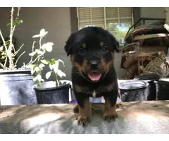 American Rottweiler Puppies for Sale