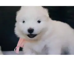 Purebred Samoyed puppies for Sale