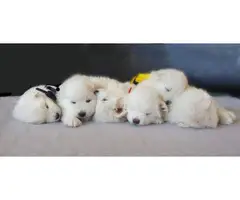 Purebred Samoyed puppies for Sale