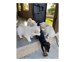 2.5 months old Pomsky puppies for sale