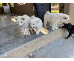 2.5 months old Pomsky puppies for sale - 3