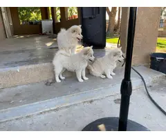 2.5 months old Pomsky puppies for sale - 5