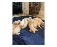 AKC Golden Retriever puppies for sale - 2