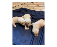 AKC Golden Retriever puppies for sale - 3