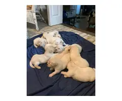 AKC Golden Retriever puppies for sale - 4