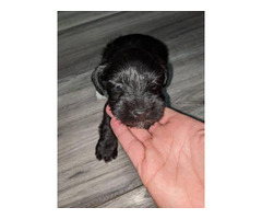 AKC miniature schnauzer puppies for sale
