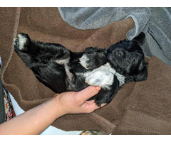 AKC miniature schnauzer puppies for sale