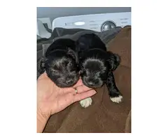 AKC miniature schnauzer puppies for sale - 5