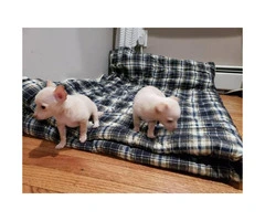 FOR SALE TWO CHIHUAHUA PUPS