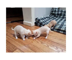 FOR SALE TWO CHIHUAHUA PUPS - 2