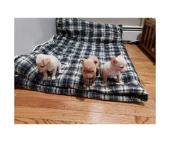 FOR SALE TWO CHIHUAHUA PUPS - 3