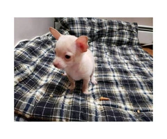 FOR SALE TWO CHIHUAHUA PUPS - 5