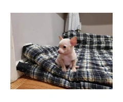 FOR SALE TWO CHIHUAHUA PUPS - 6
