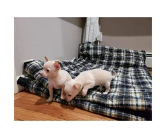 FOR SALE TWO CHIHUAHUA PUPS - 7