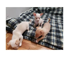 FOR SALE TWO CHIHUAHUA PUPS - 8