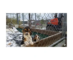 Super adorable Beagle puppies for sale - 2