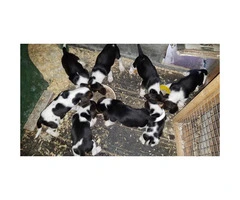 Super adorable Beagle puppies for sale - 3