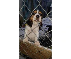 Super adorable Beagle puppies for sale - 4