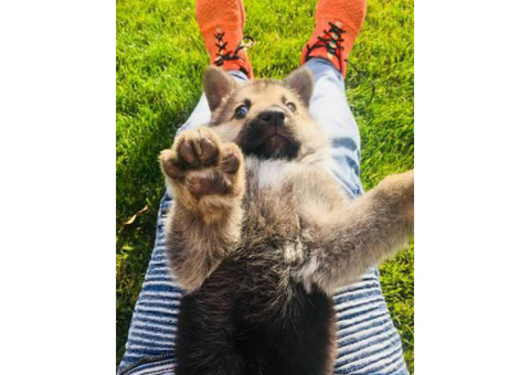 Beautiful full bread 8 week old German Shepherd Puppy in search of a forever home