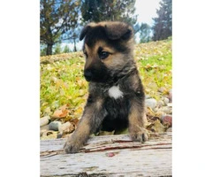 Beautiful full bread 8 week old German Shepherd Puppy in search of a forever home - 6